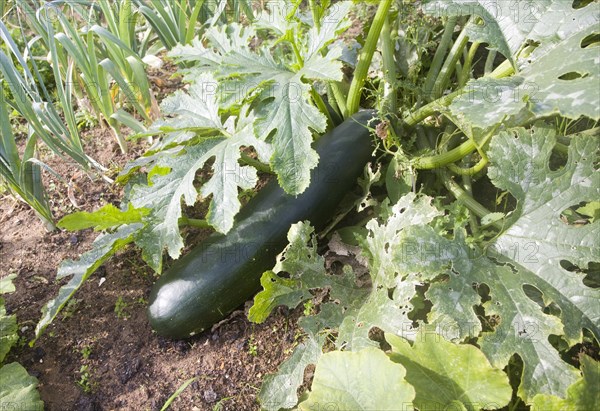 Zucchini or courgette plant fruit and leaves growing in vegetable garden UK