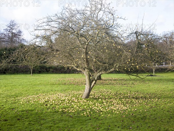 Concept shot of apples fallen from a tree rotting on the ground in winter, UK