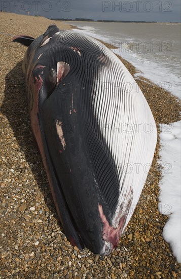 Fin Whale, Balaenoptera physalus, washed up dead on Shingle Street, Suffolk, England, United Kingdom, Europe