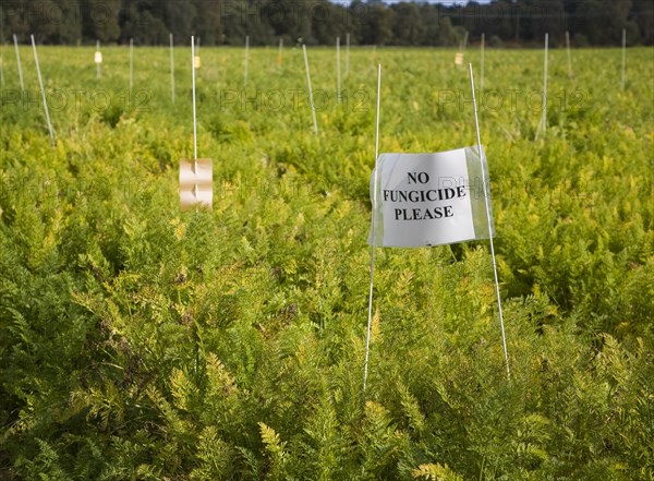 No Fungicide Please sign on carrot crop on a field where crop trials are taking place, Sutton, Suffolk, England, United Kingdom, Europe