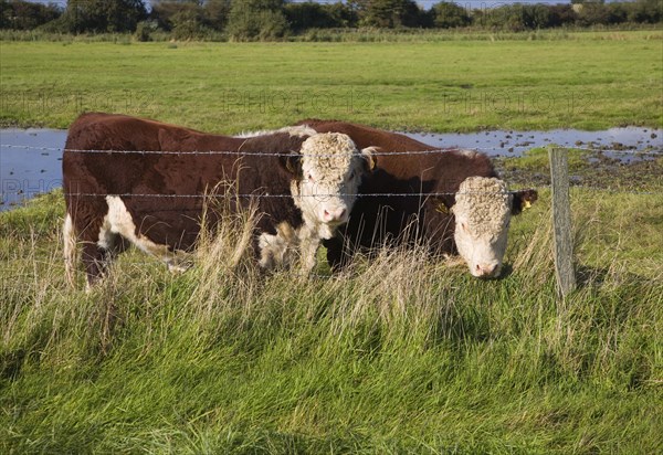 Hereford cattle calves grazing in wetland marshland Boyton Marshes, Suffolk, England, United Kingdom, Europe