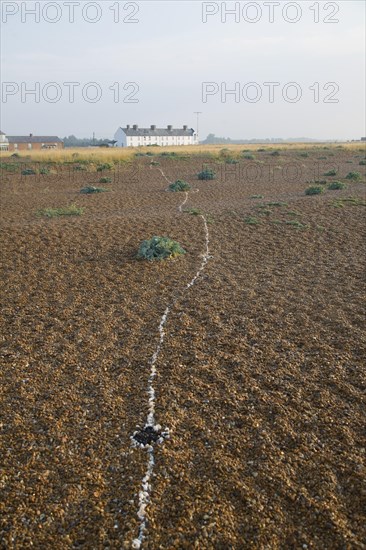 Row of white houses, Coastguard Cottages, at Shingle Street, Suffolk, England, United Kingdom, Europe