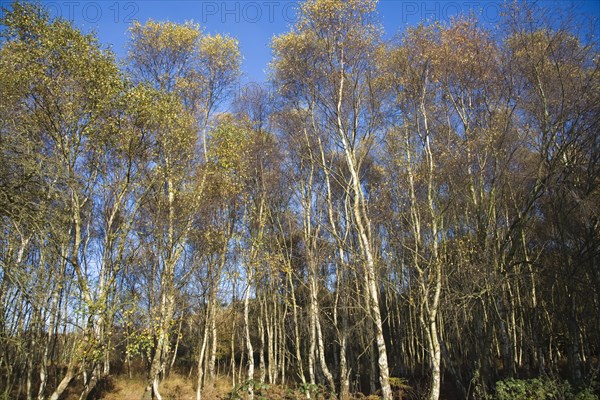 Betula pendula silver birch trees autumn Suffolk Sandlings heathland, Dunwich forest, Suffolk, England, United Kingdom, Europe