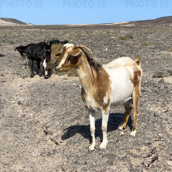 Two wild goats (Cabra majorera) in the volcanic landscape behind them at the southern tip of the Jandia peninsula, Jandia, Fuerteventura, Canary Islands, Canary Islands, Spain, Europe