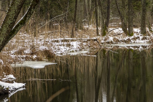 Sapina River and the riparian forest, the swamp, partially reflecting in the slowly flowing water, seen in mid-winter, during the early, January thaw, with some snow on the ground and barren trees, chiefly common alders around. Sapina Valley near the Stregielek village in the Pozezdrze Commune of the Masurian Lake District. Wegorzewo County, Warmian-Masurian Voivodeship, Poland, Europe