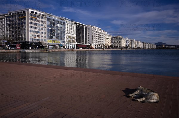 Old harbour, view of promenade, skyline of Thessaloniki, stray dog lying on promenade, Macedonia, Greece, Europe