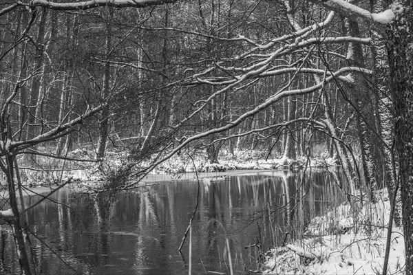 Sapina River and the riparian forest, the swamp, partially reflecting in the slowly flowing water, seen in mid-winter, during the early, January thaw, with some snow on the ground and barren trees, chiefly common alders around. Monochrome, greyscale photograph. Sapina Valley near the Stregielek village in the Pozezdrze Commune of the Masurian Lake District. Wegorzewo County, Warmian-Masurian Voivodeship, Poland, Europe