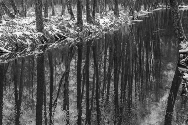 Sapina River and the riparian forest, the swamp, partially reflecting in the slowly flowing water, seen in mid-winter, during the early, January thaw, with some snow on the ground and barren trees, chiefly common alders around. Monochrome, greyscale photograph. Sapina Valley near the Stregielek village in the Pozezdrze Commune of the Masurian Lake District. Wegorzewo County, Warmian-Masurian Voivodeship, Poland, Europe