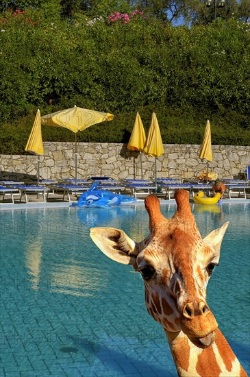 Humorous photo, giraffe in the swimming pool, blue water, sunbeds and parasols