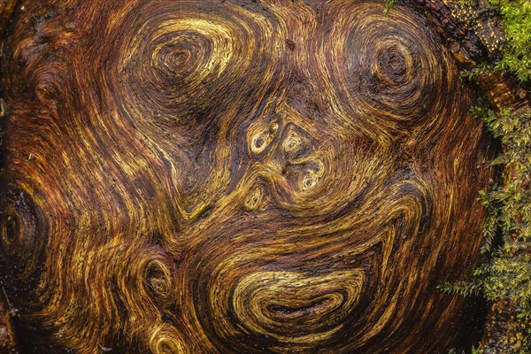 Close-up of a tree root that looks like a face, wood, close-up, nature shot, Schneeren, Neustadt am Ruebenberge, Hanover, Lower Saxony, Germany, Europe