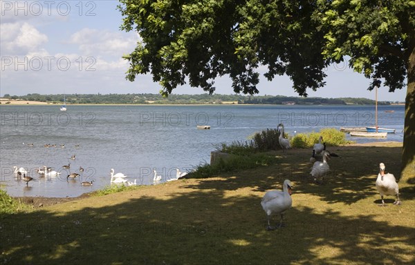 Swans on the River Stour at Mistley Walls, Essex, England, United Kingdom, Europe