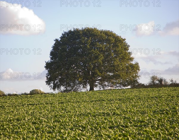 Round small oak tree with green leaves in summer standing alone in field Sutton, Suffolk, England, United Kingdom, Europe