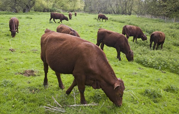 Red poll cattle calves graze in field, Shottisham, Suffolk, England, United Kingdom, Europe
