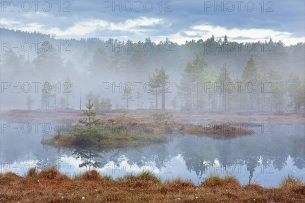 Pond in bog with Scots pine trees in morning mist at Knuthoejdsmossen, nature reserve near Haellefors, Oerebro laen, Vaestmanland, Sweden, Europe