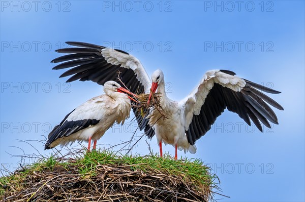 White stork (Ciconia ciconia) female rests while nest building and male landing with big branch in beak for reinforcing old nest from previous spring