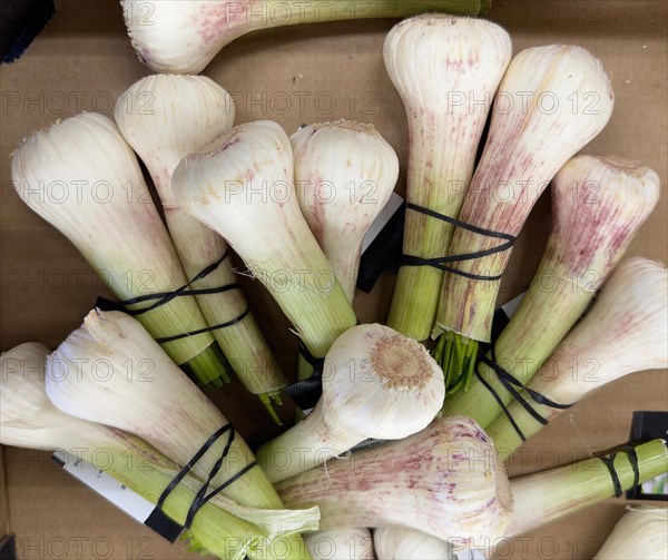 Fresh Egyptian garlic from Egypt on display in grocery shop grocery retailer supermarket, Germany, Europe