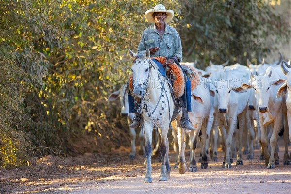 Cattle drive in the Pantanal Brazil