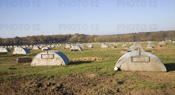 Field with free range open air pig farming with metal sties, Benacre, Suffolk, England, United Kingdom, Europe
