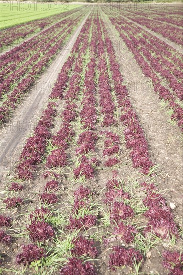 Lettuce crop growing in field near Hollesley, Suffolk, England, United Kingdom, Europe