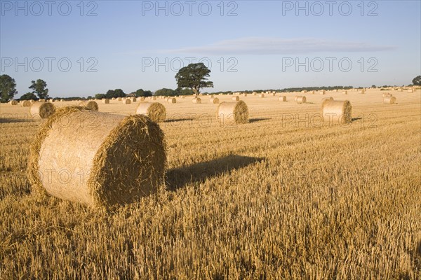 Straw bales in harvested field, Shottisham, Suffolk, England, United Kingdom, Europe