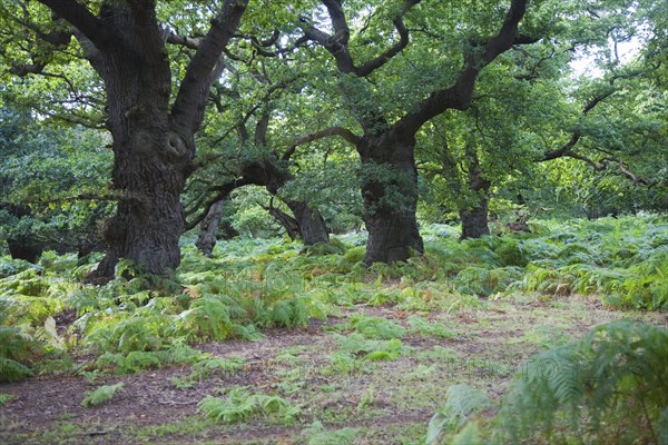 Ancient broad leaf oak woodland once a medieval deer park, The Thicks, Staverton forest, Suffolk, England, United Kingdom, Europe