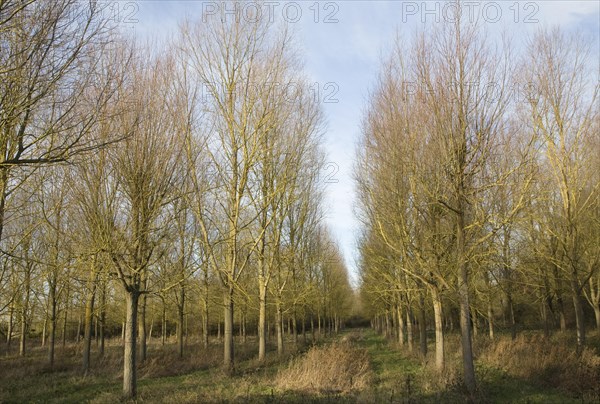 Salix Alba Caerulea, cricket bat willow trees planted on River Deben flood plain wetland, Campsea Ashe, Suffolk, England, United Kingdom, Europe