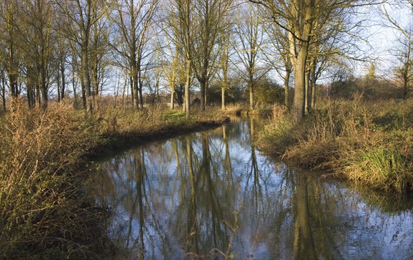 River Deben meandering through willow tree woodland at Campsea Ashe, Suffolk, England, United Kingdom, Europe