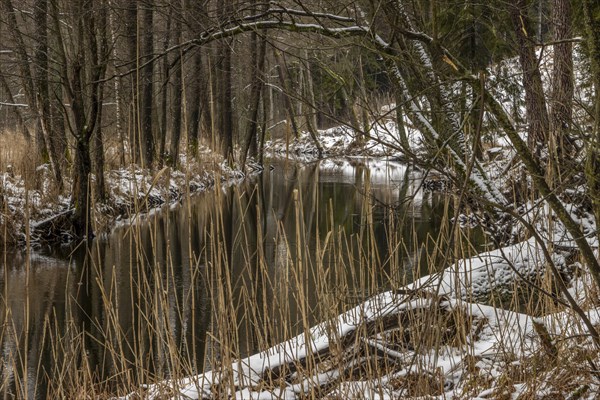 Sapina River and the riparian forest, the swamp, partially reflecting in the slowly flowing water, seen in mid-winter, during the early, January thaw, with some snow on the ground and barren trees, chiefly common alders around. Sapina Valley near the Stregielek village in the Pozezdrze Commune of the Masurian Lake District. Wegorzewo County, Warmian-Masurian Voivodeship, Poland, Europe