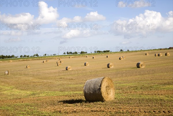 Round golden coloured straw bales in a field of stubble, Boyton, Suffolk, England, United Kingdom, Europe
