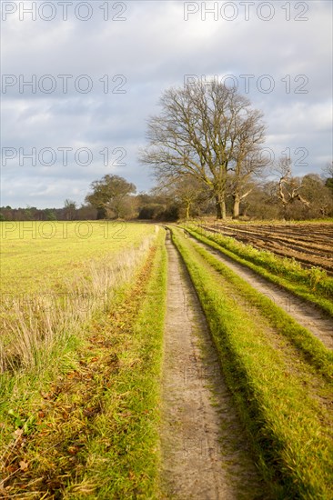 Suffolk Sandlings winter landscape with path across fields leading into the distance, Shottisham, Suffolk, England, United Kingdom, Europe