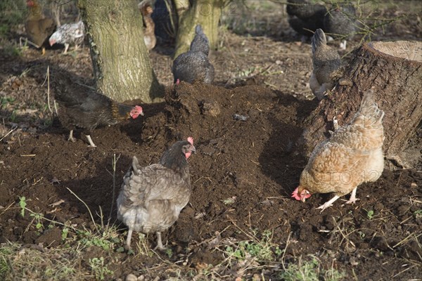 Free range hens pecking soil for food