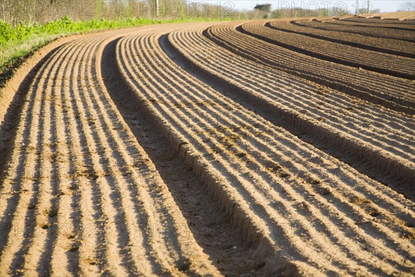 Patterns in soil prepared for sowing crops, Alderton, Suffolk, England, United Kingdom, Europe