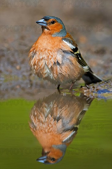 Common chaffinch (Fringilla coelebs) male showing wet feathers after bathing in shallow water from pond, rivulet