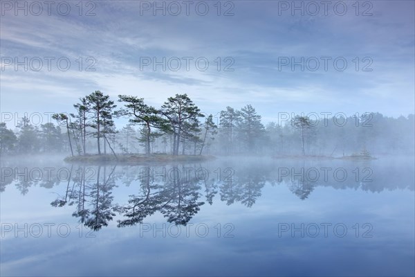 Bog with Scots pine trees in morning mist reflected in pond at Knuthoejdsmossen, nature reserve near Haellefors in Vaestmanland, Sweden, Europe