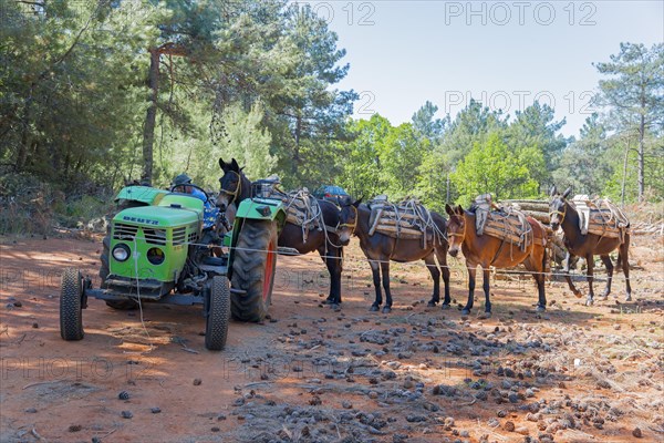 A green tractor stands in front of a row of mules ready to transport timber, near Soufli, Eastern Macedonia and Thrace, Greece, Europe