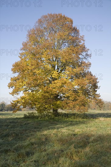 Small-leaved lime tree standing in field in autumn leaf, Sutton, Suffolk, England, United Kingdom, Europe