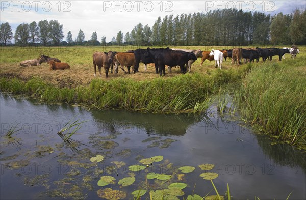 Young cattle graze on Geldeston marshes, Suffolk, England, United Kingdom, Europe