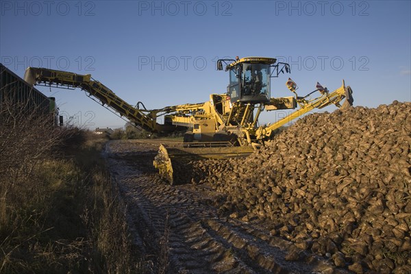 Ropa euro maus 4 sugar beet loader machine in operation, Shottisham, Suffolk, England, United Kingdom, Europe