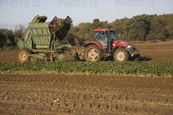 Thyregod sugar beet harvester drawn by tractor harvesting field, Shottisham, Suffolk, England, United Kingdom, Europe