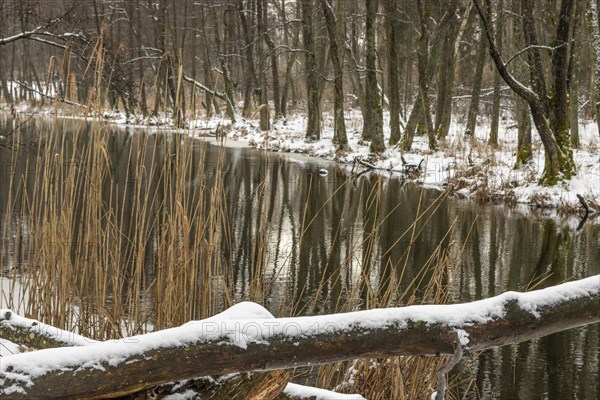 Sapina River and the riparian forest, the swamp, partially reflecting in the slowly flowing water, seen in mid-winter, during the early, January thaw, with some snow on the ground and barren trees, chiefly common alders around. Sapina Valley near the Stregielek village in the Pozezdrze Commune of the Masurian Lake District. Wegorzewo County, Warmian-Masurian Voivodeship, Poland, Europe