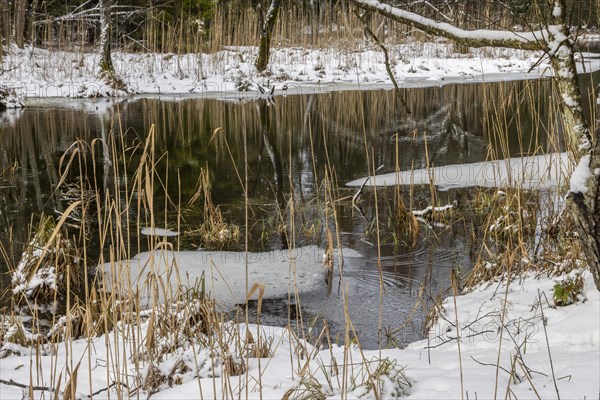 Sapina River and the riparian forest, the swamp, partially reflecting in the slowly flowing water, seen in mid-winter, during the early, January thaw, with some snow on the ground and barren trees, chiefly common alders around. Sapina Valley near the Stregielek village in the Pozezdrze Commune of the Masurian Lake District. Wegorzewo County, Warmian-Masurian Voivodeship, Poland, Europe