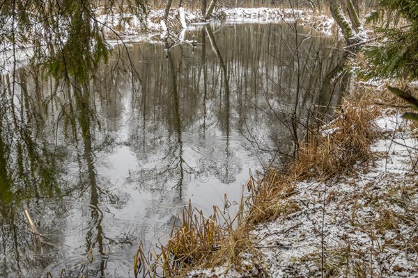 Sapina River and the riparian forest, the swamp, partially reflecting in the slowly flowing water, seen in mid-winter, during the early, January thaw, with some snow on the ground and barren trees, chiefly common alders around. Sapina Valley near the Stregielek village in the Pozezdrze Commune of the Masurian Lake District. Wegorzewo County, Warmian-Masurian Voivodeship, Poland, Europe