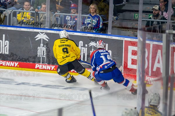 23.02.2024, DEL, German Ice Hockey League, 48th matchday) : Adler Mannheim (yellow jerseys) against Nuremberg Ice Tigers (blue jerseys) . Duel at the boards between Leon Gawanke (9, Adler Mannheim) and Cole Maier (14, Nuremberg Ice Tigers)