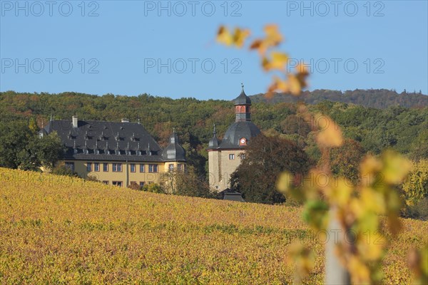Schloss Vollrads with golden vineyards and autumn atmosphere, vine, vine, wine-growing area, depth of field, blur, landscape, vineyards, Winkel, Oestrich-Winkel, Rheingau, Taunus, Hesse, Germany, Europe
