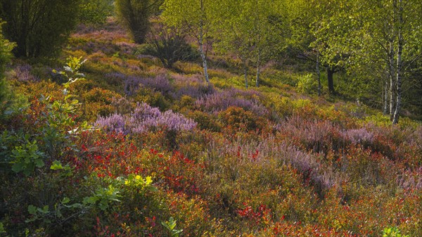 Flowering heather (Erica) in the evening light, landscape format, landscape photography, nature photograph, Wilsede, Bispingen, Lower Saxony, Germany, Europe