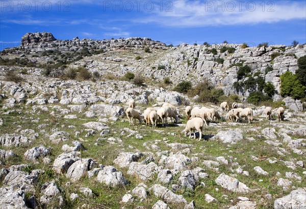 Dramatic limestone scenery of rocks shaped by erosion and weathering at El Torcal de Antequera national park, Andalusia, Spain, Europe