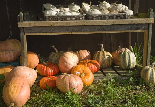 Pumpkins priced for sale on the grass outside a farm before Halloween, Bawdsey, Suffolk, England, United Kingdom, Europe