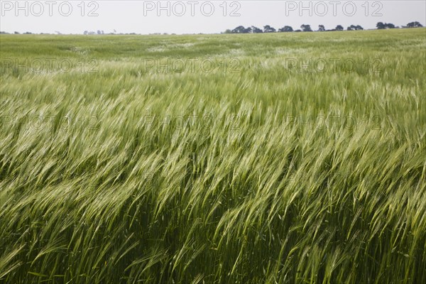 Young green barley crop growing in field blown by wind, Suffolk, England, United Kingdom, Europe