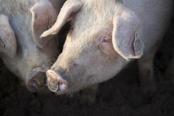 Free range pig farming, Sutton Heath, Suffolk, England, United Kingdom, Europe