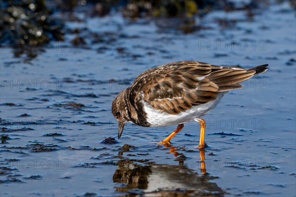 Ruddy turnstone (Arenaria interpres) in non-breeding plumage foraging on the beach along the North Sea coast in winter